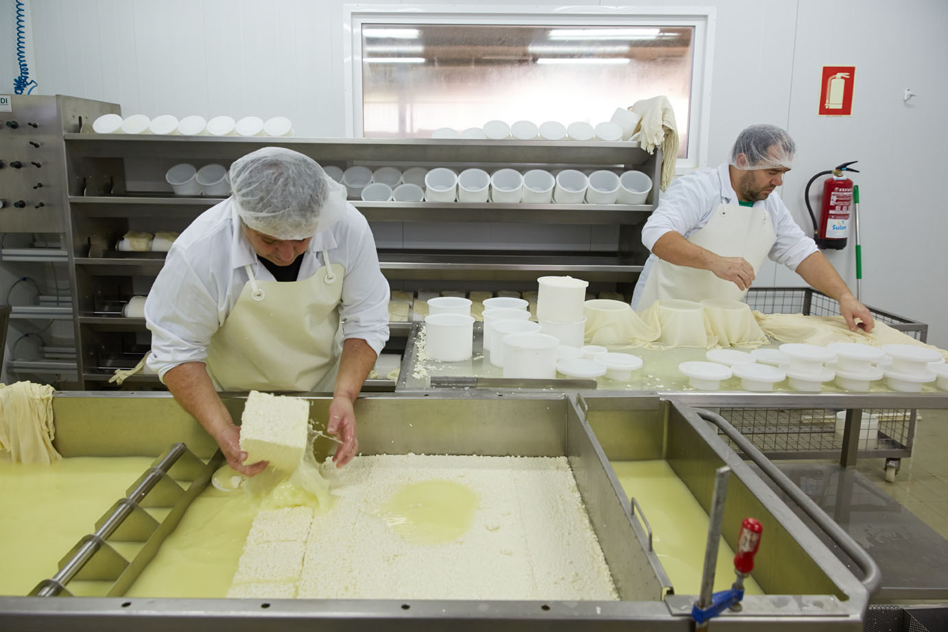 Making cheese from sheeps milk Latxa