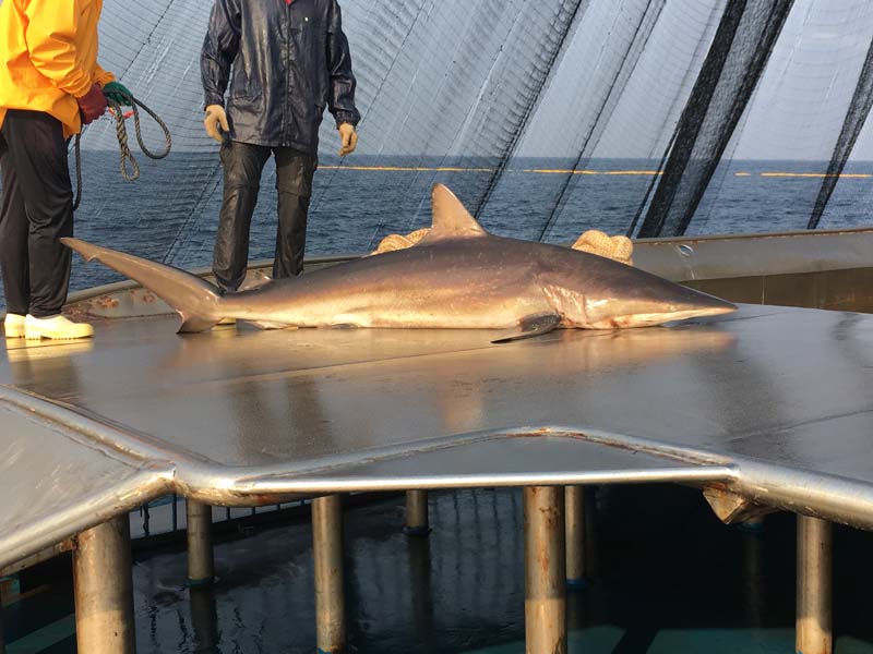 identificacion_tiburones