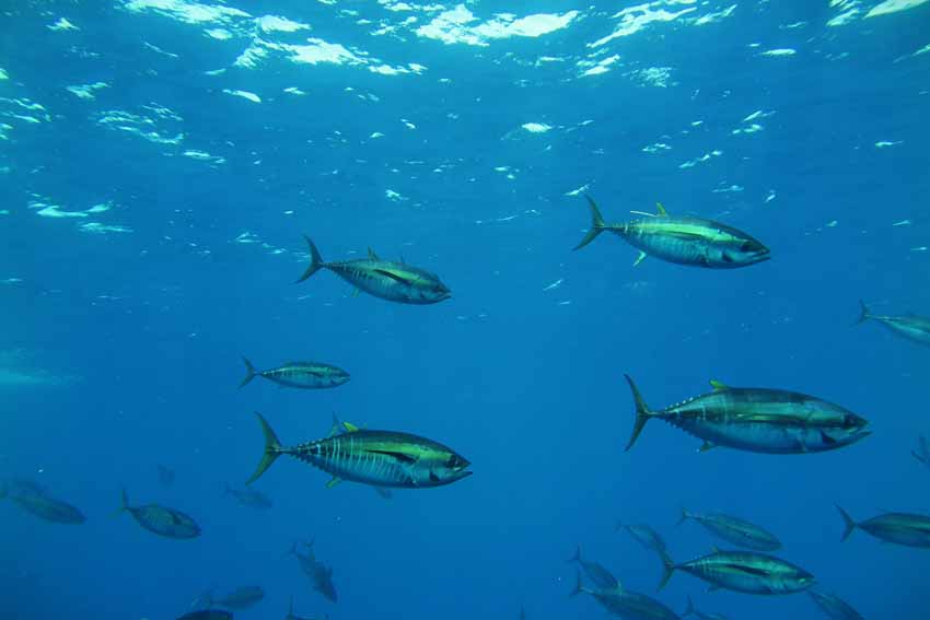 atun patudo golfo de bizkaia