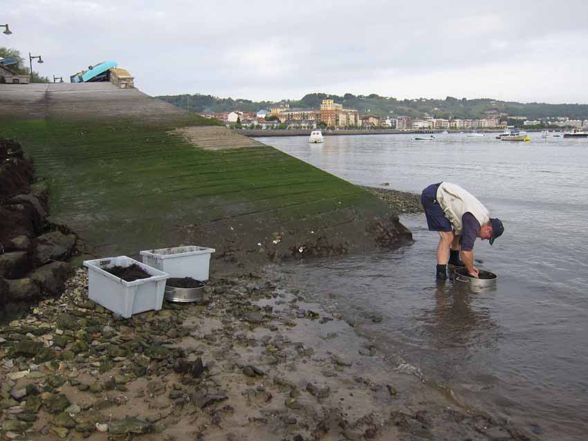 Mustreo de agas en Hondarribia